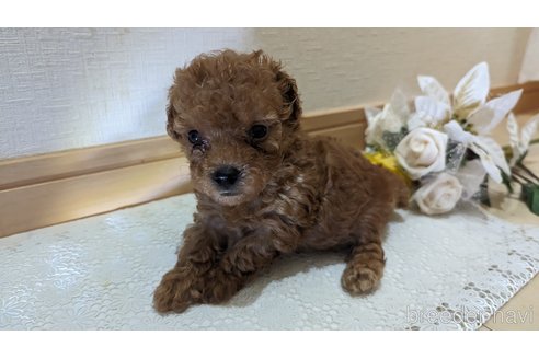 成約済の広島県のタイニープードル-245298の34枚目