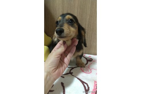 成約済の福岡県のミニチュアダックスフンド(ロングヘアード)-233908の5枚目