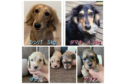 成約済の東京都のミニチュアダックスフンド(ロングヘアード)-247883の3枚目
