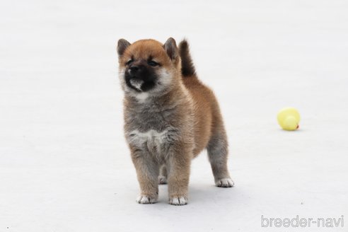 成約済の愛媛県の柴犬-247584の1枚目