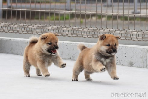 成約済の愛媛県の柴犬-247584の4枚目