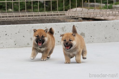 成約済の愛媛県の柴犬-247584の3枚目