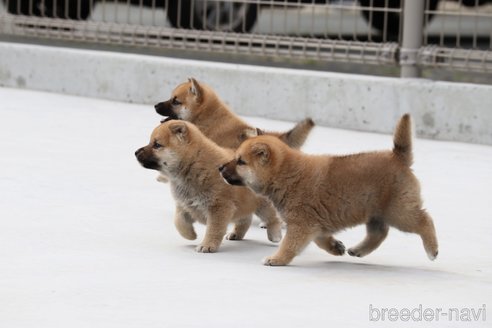 成約済の愛媛県の柴犬-247584の2枚目