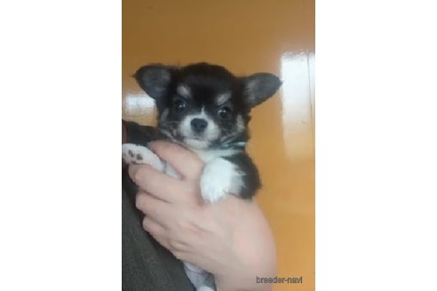 成約済の福岡県のチワワ(ロングコート)-247915の2枚目