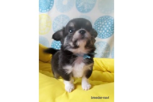 成約済の福岡県のチワワ(ロングコート)-247915の3枚目