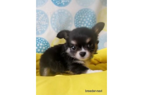 成約済の福岡県のチワワ(ロングコート)-247915の1枚目