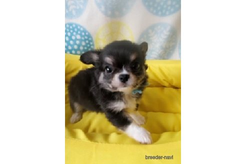 成約済の福岡県のチワワ(ロングコート)-247915の4枚目