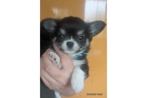 成約済の福岡県のチワワ(ロングコート)-247915の5枚目