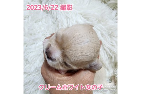 成約済の東京都のチワワ(ロングコート)-247964の41枚目