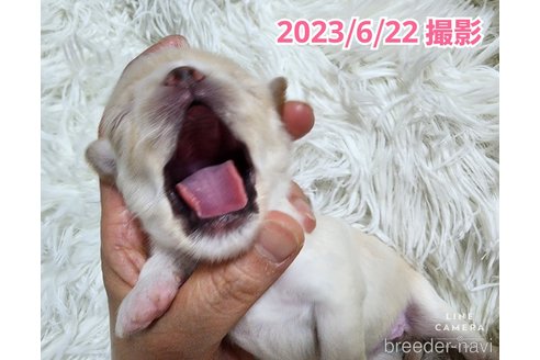 成約済の東京都のチワワ(ロングコート)-247964の40枚目
