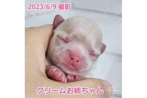 成約済の東京都のチワワ(ロングコート)-247964の39枚目