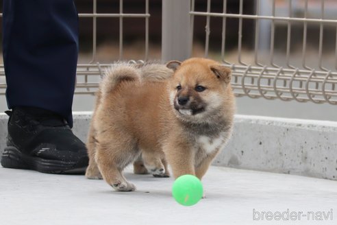 成約済の愛媛県の柴犬-247967の5枚目