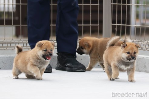 成約済の愛媛県の柴犬-247967の3枚目