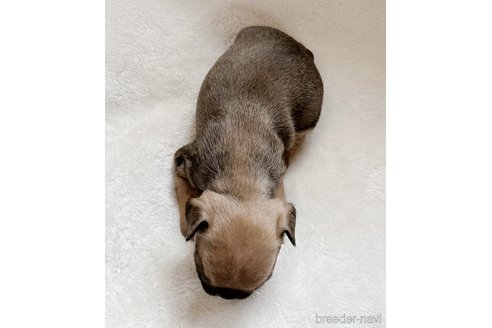 成約済の山口県のフレンチブルドッグ-247999の10枚目