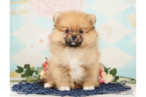 成約済の千葉県のポメラニアン-248002