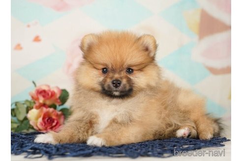 成約済の千葉県のポメラニアン-248002の4枚目