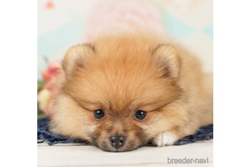 成約済の千葉県のポメラニアン-248002の5枚目