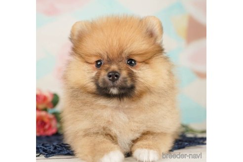 成約済の千葉県のポメラニアン-248002の3枚目