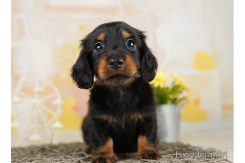 成約済の千葉県のミニチュアダックスフンド(ロングヘアード)-248008