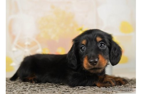 成約済の千葉県のミニチュアダックスフンド(ロングヘアード)-248008の4枚目