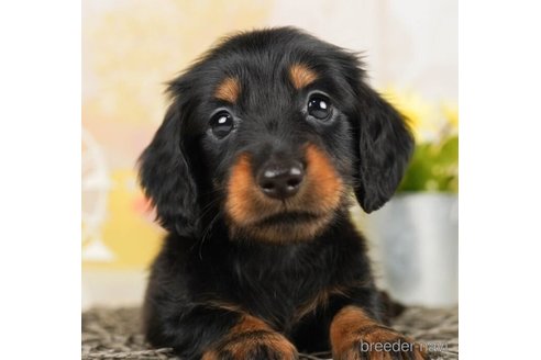 成約済の千葉県のミニチュアダックスフンド(ロングヘアード)-248008の5枚目