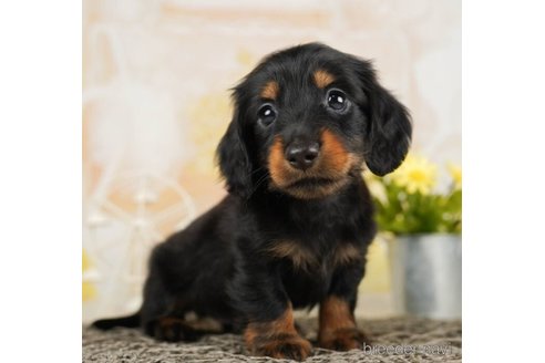 成約済の千葉県のミニチュアダックスフンド(ロングヘアード)-248008の3枚目