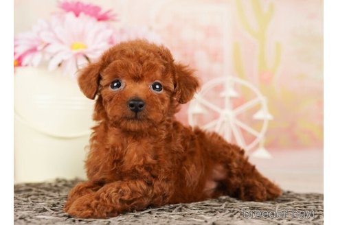 成約済の千葉県のタイニープードル-248011の2枚目