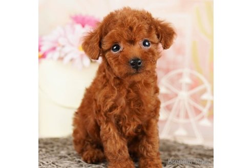 成約済の千葉県のタイニープードル-248011の5枚目