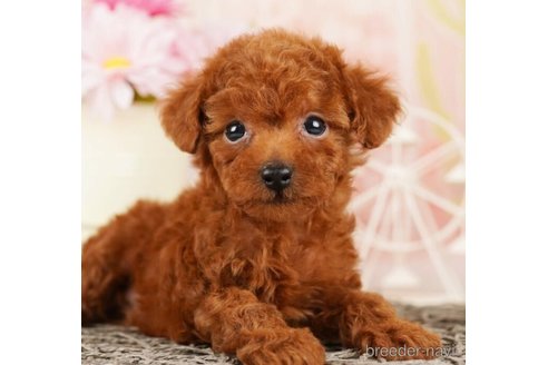 成約済の千葉県のタイニープードル-248011