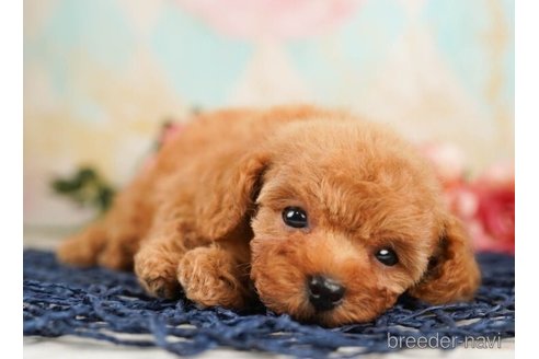 成約済の千葉県のタイニープードル-248013の3枚目