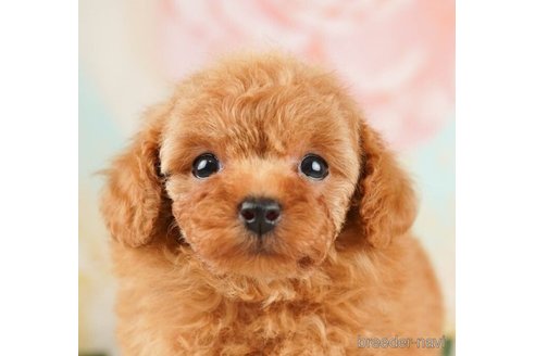 成約済の千葉県のタイニープードル-248013の1枚目