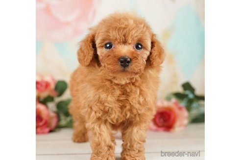 成約済の千葉県のタイニープードル-248013の2枚目