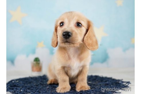 成約済の千葉県のミニチュアダックスフンド(ロングヘアード)-248016の2枚目