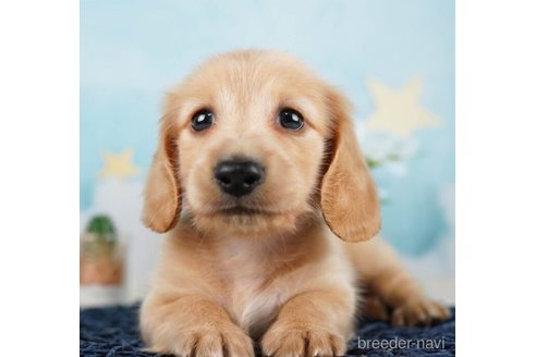 成約済の千葉県のミニチュアダックスフンド(ロングヘアード)-248016の1枚目