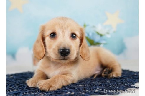 成約済の千葉県のミニチュアダックスフンド(ロングヘアード)-248016の3枚目