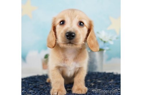 成約済の千葉県のミニチュアダックスフンド(ロングヘアード)-248016の4枚目