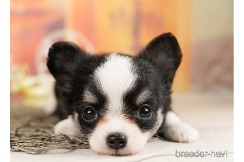 成約済の千葉県のチワワ(ロングコート)-248018の1枚目