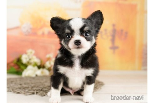 成約済の千葉県のチワワ(ロングコート)-248018の2枚目