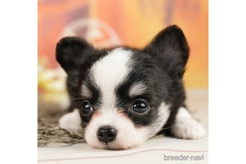 成約済の千葉県のチワワ(ロングコート)-248018の3枚目