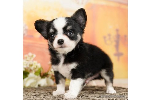 成約済の千葉県のチワワ(ロングコート)-248018の4枚目