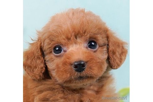 成約済の千葉県のトイプードル-248027の5枚目