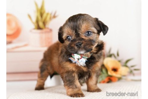 成約済の神奈川県のミックス犬-248033の4枚目