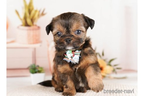 成約済の神奈川県のミックス犬-248033の2枚目