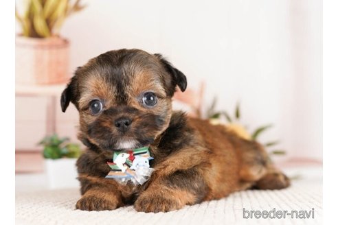 成約済の神奈川県のミックス犬-248033の3枚目