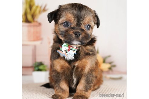 成約済の神奈川県のミックス犬-248033の1枚目