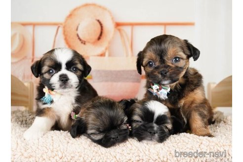 成約済の神奈川県のミックス犬-248033の5枚目