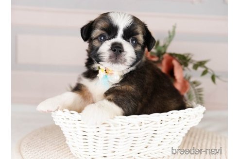 成約済の神奈川県のミックス犬-248034の3枚目