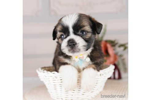 成約済の神奈川県のミックス犬-248034の4枚目