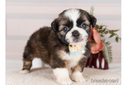 成約済の神奈川県のミックス犬-248034の5枚目