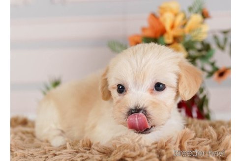 成約済の神奈川県のマルプー:マルチーズ×トイプードル-248039の2枚目